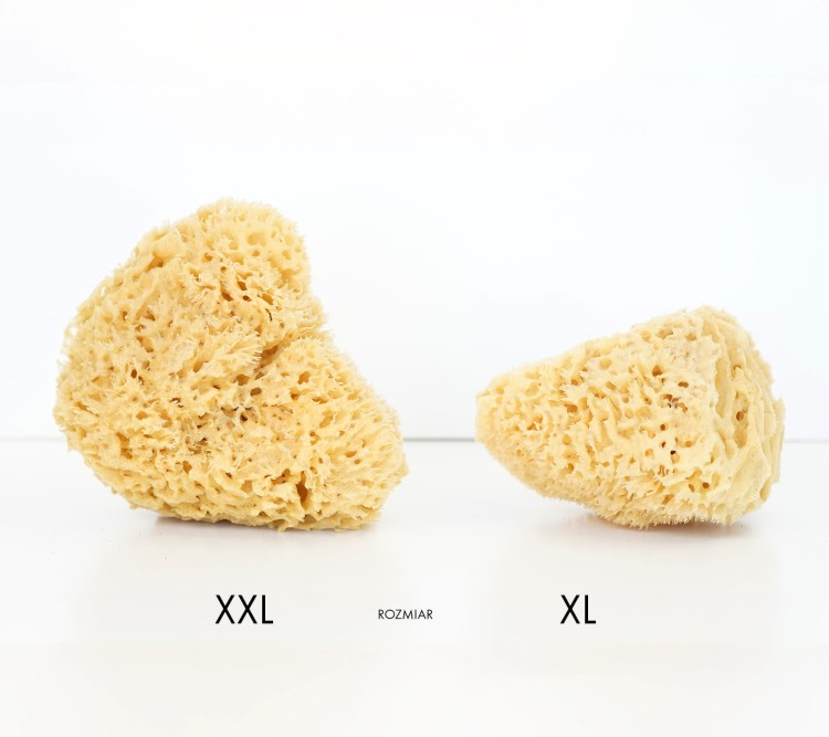 Porównanie rozmiaru XXL i XL