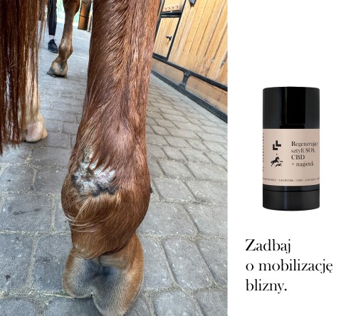sztyft z CBD dla koni na otarcia