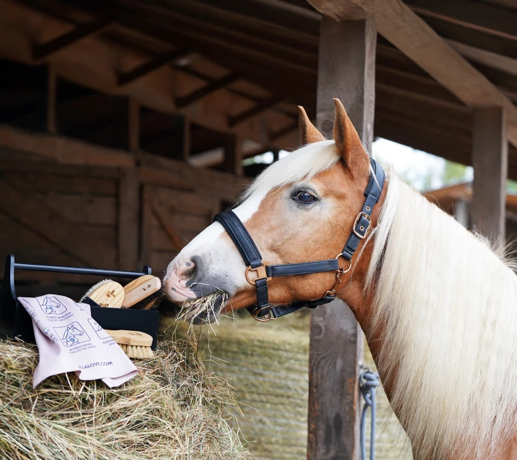 Zestaw do horse detailingu
