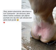 Maść na grudę opinie